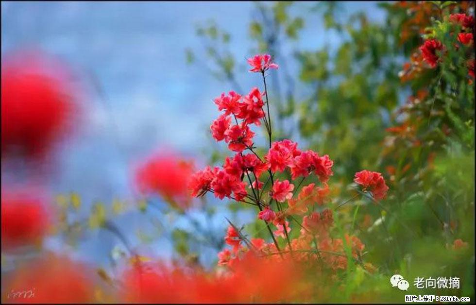 【春天,广西桂林灌阳县向您发出邀请!】登麒麟山,相约映山红 - 游山玩水 - 固原生活社区 - 固原28生活网 guyuan.28life.com