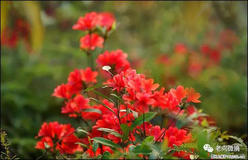 【春天,广西桂林灌阳县向您发出邀请!】登麒麟山,相约映山红 - 游山玩水 - 固原生活社区 - 固原28生活网 guyuan.28life.com