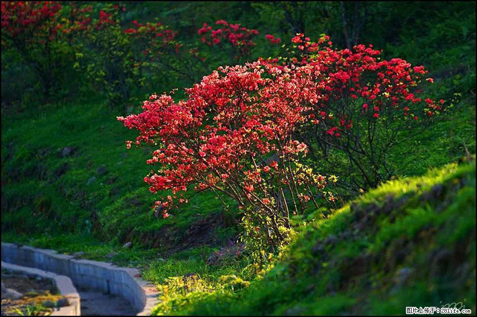【春天，广西桂林灌阳县向您发出邀请！】春木界上映山红 - 游山玩水 - 固原生活社区 - 固原28生活网 guyuan.28life.com