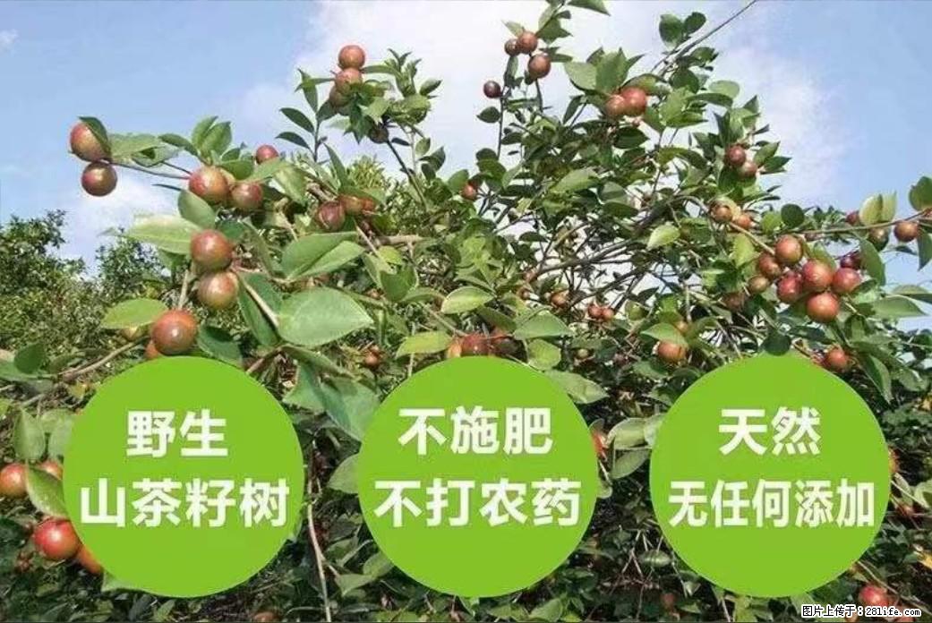 【灌阳县油茶产业示范区】一个有着充实的精神生活的人，对待身外之物自会有一种淡泊的态度 - 土特产 - 饮食特产 - 固原分类信息 - 固原28生活网 guyuan.28life.com