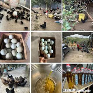 油茶园从小鸡仔开始养起的纯土鸡、土鸡蛋可以预定啦！还有前几天刚榨的纯山茶油哦 - 固原28生活网 guyuan.28life.com