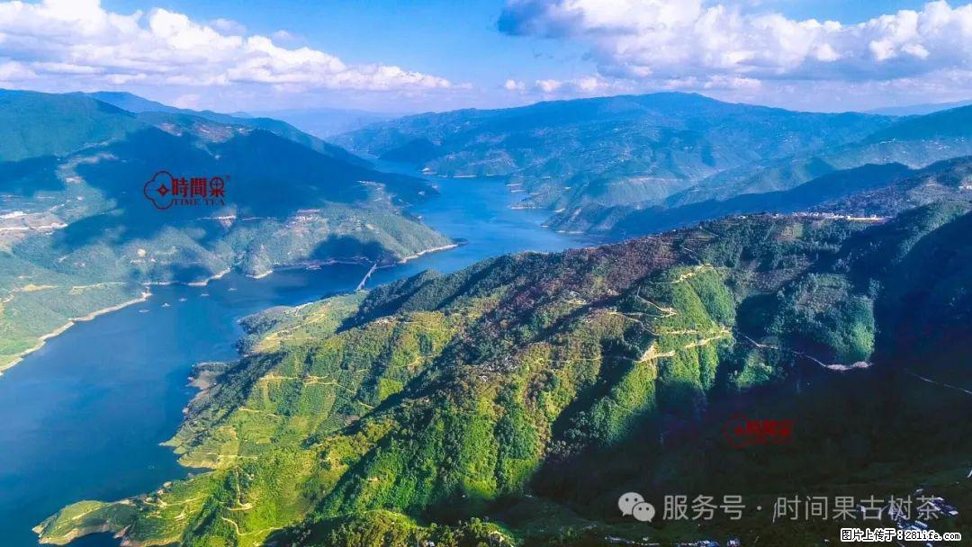 时间果百年古树龙珠普洱生茶 - 购物交流 - 固原生活社区 - 固原28生活网 guyuan.28life.com