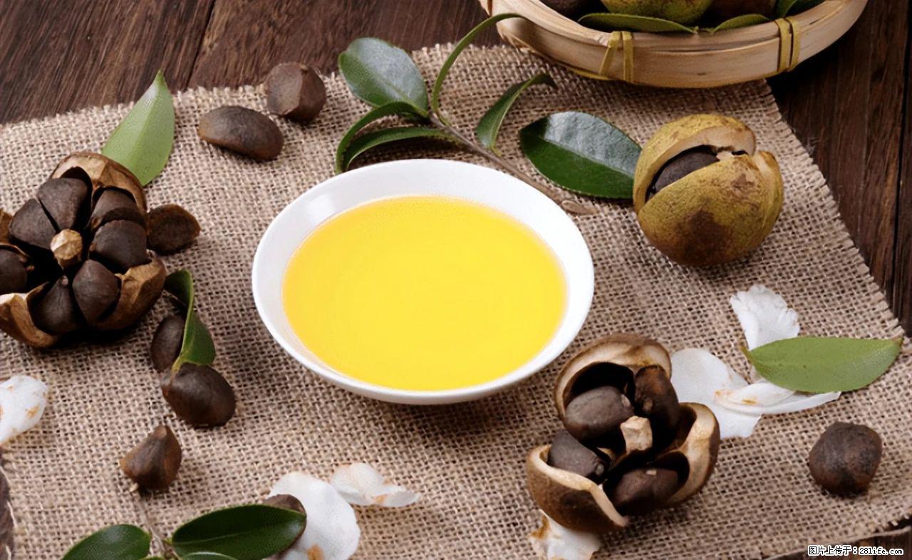 揭秘茶油的5大核心营养成分!被称为人体健康的“守护盾”! - 固原生活资讯 - 固原28生活网 guyuan.28life.com