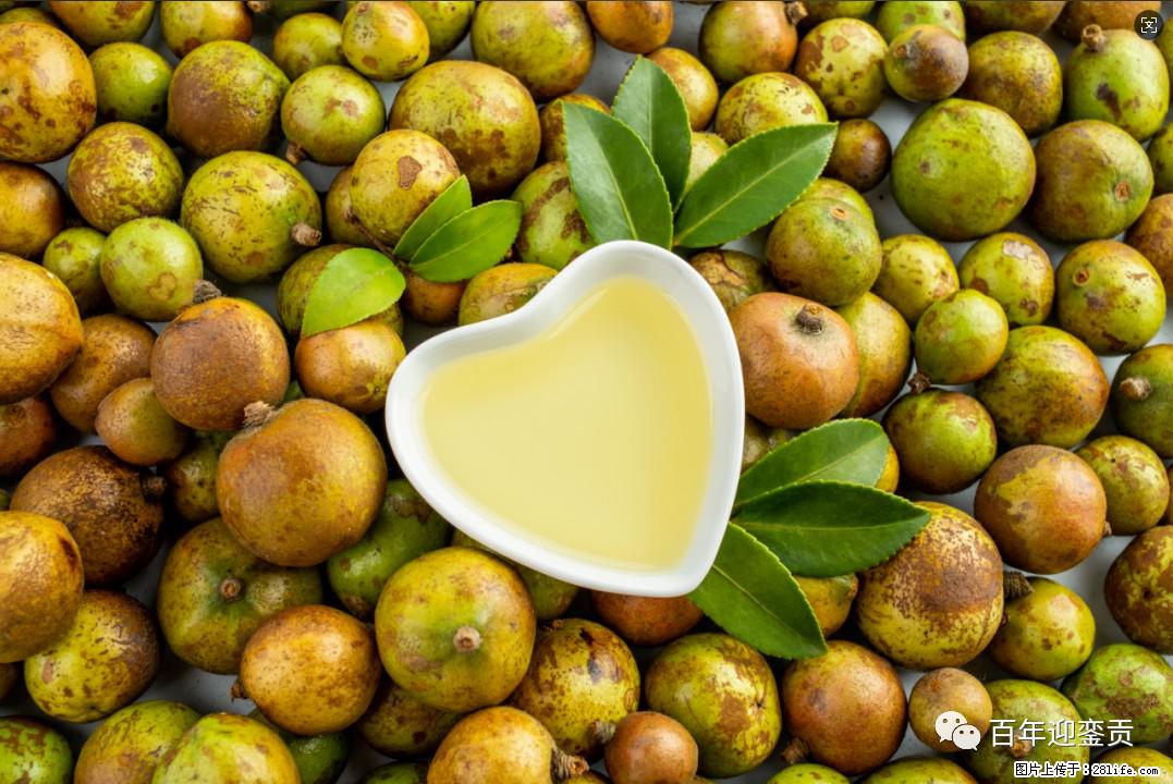 世界没有真相,只有认知,最好的食用油是中国的山茶油! - 固原生活资讯 - 固原28生活网 guyuan.28life.com