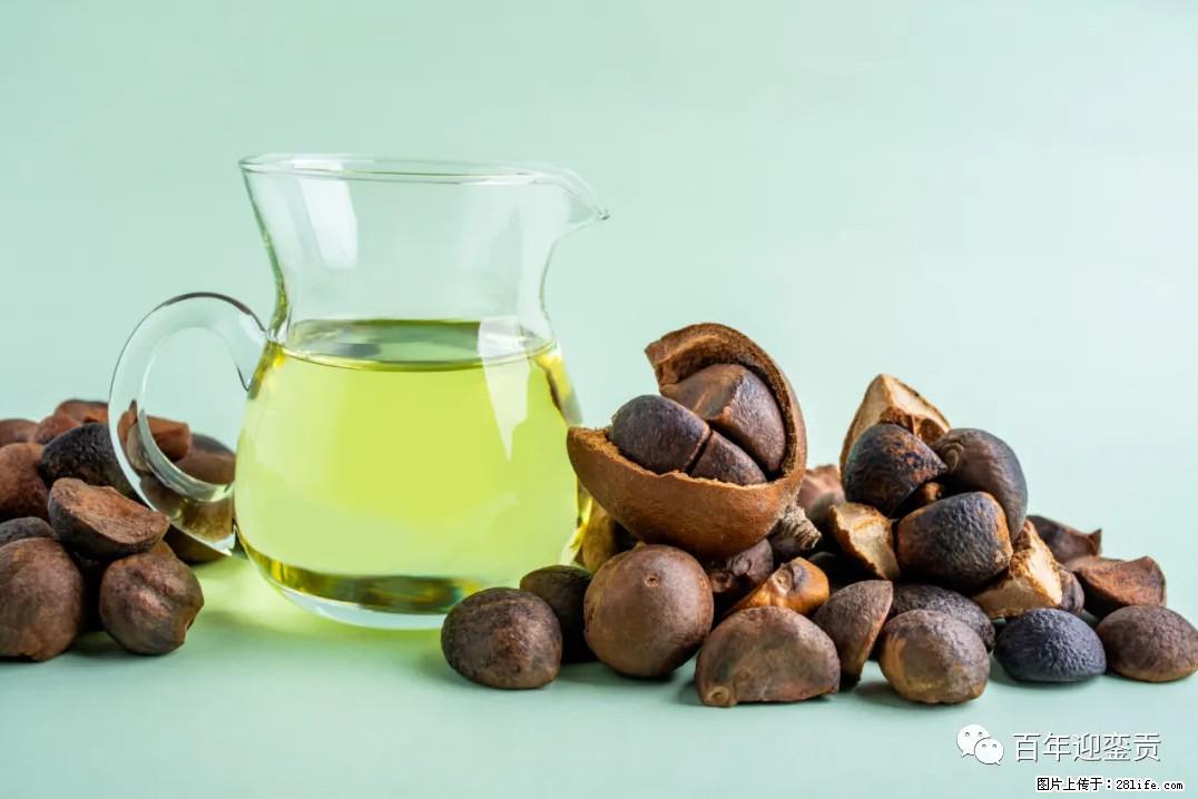 世界没有真相，只有认知，最好的食用油是中国的山茶油！ - 固原生活资讯 - 固原28生活网 guyuan.28life.com
