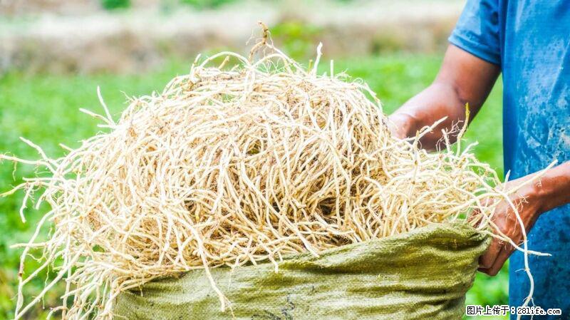 堪称“最难吃”的蔬菜,却是 “抗辐射神器”,还能护肺、清热、止咳化痰! - 固原生活资讯 - 固原28生活网 guyuan.28life.com