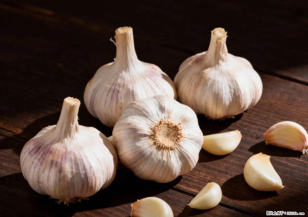 关于大蒜，除了“天然抗生素”，这4个谣言更该警惕! - 固原生活资讯 - 固原28生活网 guyuan.28life.com