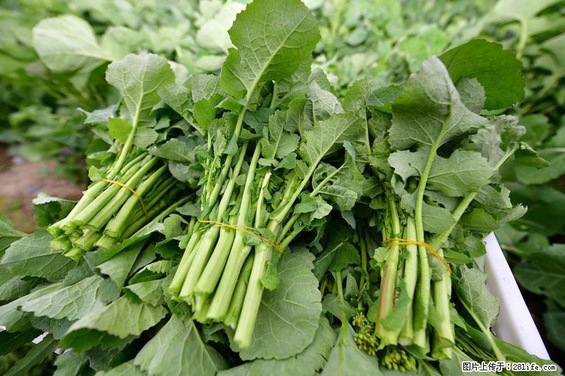 这些蔬菜是“天然钙片”，这6种被医生重点推荐 - 固原生活资讯 - 固原28生活网 guyuan.28life.com